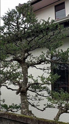 黒松、イヌツゲ、ヒイラギの透かし剪定
