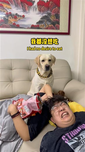 Doggo: Not my fault! He forced it on me!!! #FunnyDogs #CutePets #Pets #Funny #Labrador #doglover ...