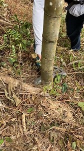 2.6K views | Bamboo Cutting Techniques Shears #bamboo | TCA Cutting | Facebook