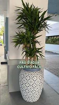 Dracena Pau D´Àgua | Como Cultivar em Vaso