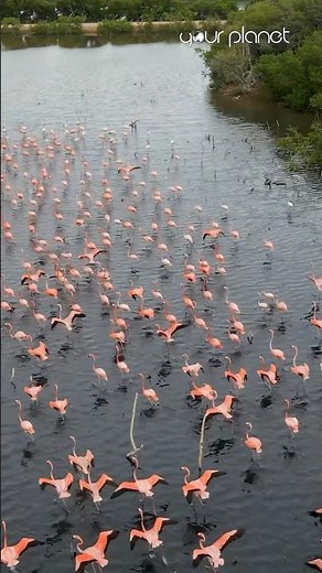 Flamingo birds flying over | This video will heal you