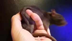 54 reactions · 11 comments | I made a video so you can see Hades's odd silvering pattern better | Exploding Fish's Rat Mischief Official Fanpage | Facebook