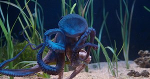 Octopus Movement in Aquarium