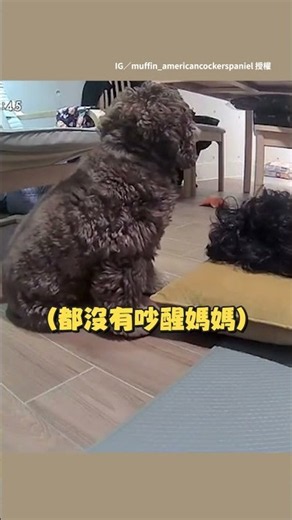 【貼心小狗】媽躺著休息中 狗沒吃晚餐肚子餓安靜坐一旁等人醒 #Shorts