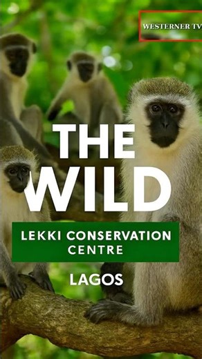 The Wild Up Close 🇳🇬 | Stunning Wildlife in Nigeria