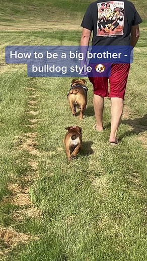 How to Be a Big Brother - Bulldog Style 🐶