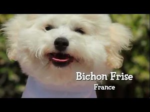 Puppy World Track & Field Championships