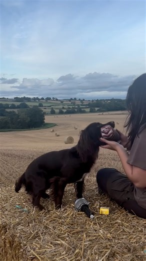 Sunny Thorpe on Instagram: "trying to keep a spaniel fit in the summer 101 😂 using @dog_and_field RRT launcher & original clone partridge launcher dummy. THORPECREEK10 to save"