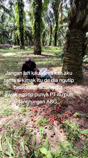 #brodolanbalap #sawitontiktok #fyp