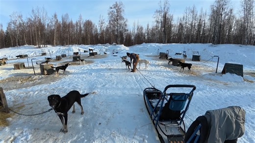 Sledding with eager Alaskan huskies at a veterans' therapy camp