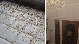 Flying Termites Swarm New Orleans Home