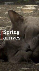 It feels like Spring has sprung out in East Yorkshire and Lincolnshire 🌸 🦢🍦 Send your pictures to us here: https://bbc.in/2UJXXkK | BBC East Yorkshire