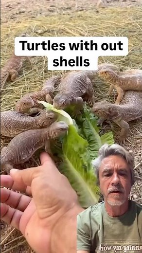 Concerning turtles without shells