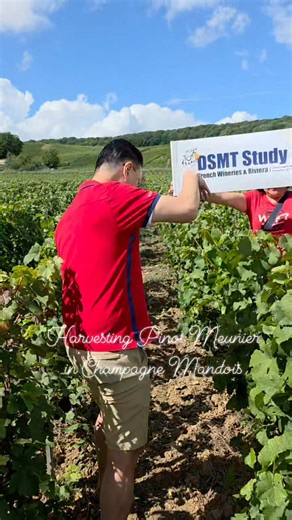 Harvesting Pinot Meunier in Champagne. One of the 3 varietals of grapes blended to make Champagne. #DSMTST17 | Dato' Seri Michael Tio