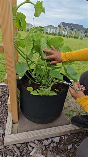 Pruning squash - tips and ideas #GardenTips #garden #squash | Kabsat