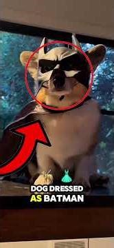 Dogs in Scary Costumes That Will Haunt You 😂🐶#dog #costume #funny