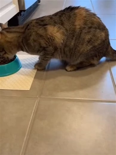 Cats and Cucumbers: A Funny Prank