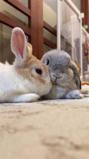 Cute Bunny's Magical Moments