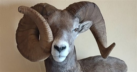 Bighorn sheep growing unique horns near Lovell, Wyoming