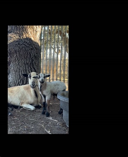 Great Pyrenees Livestock Guardian Dog Protects Sheep
