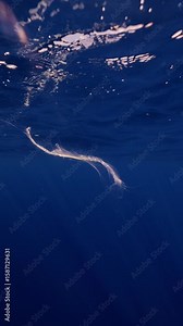 A rare underwater capture of a sperm whale feeding moment, where a visible piece and drop of whale milk appear suspended in the water. A unique glimpse into rarely seen cetacean nursing behavior Stock Video