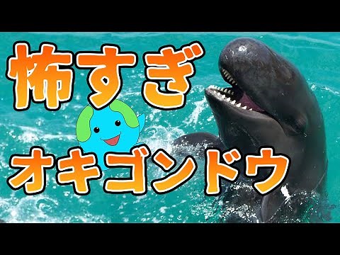 シャチより怖い？オキゴンドウの生態がこちら【解説】