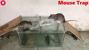 38K views · 245 reactions | Perfect Mouse Trap-How to make a Mouse Rat Trap With Glass-Roller Mouse Trap | DIY Rat Trap | Facebook