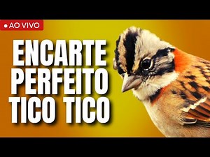 CANTO DO TICO TICO PRA ENCARTA O SEU TICO TICO RÁPIDO DESTRAVA CANTO TICO TICO ESQUENTAR TICO TICO