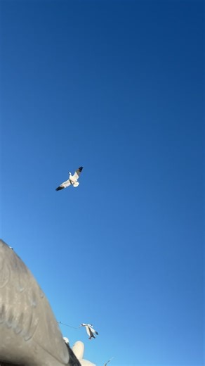 🦆🔥 SNOW GOOSE CONSERVATION SEASON SALE 🔥🦆 Get ready for up-close, heart-pounding action this spring! Gear up now with these must-have snow goose items: ✅ Rotary Machine — $259 ✅ Snow Wingbeats — $59 ✅ Snow Flappers — $19.95 These tools bring your spread to life and help pull snow geese right into range. ⏰ Season is coming fast — don’t wait! 📍 Pick yours up now and be ready when the skies fill with white. | SilloSock Decoys