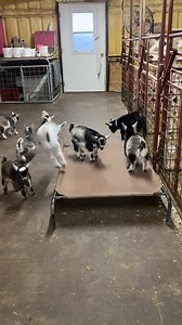 Life is good if you are a baby goat | Roxiethecrazygoatlady.com