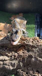 What better way to close out 2025 than by checking in on two of our adorable yearling alligators, Cypress and Ivy? You won’t see these cuties hanging out in Alligator Lagoon, and that’s because the most significant predator for baby alligators is actually larger alligators! That’s why we maintain a separate habitat for our juveniles, which you can see when you take our Behind the Scenes tour. Visit alligatorfarm.com and click "Special Experiences" to learn more. 📸 Jordan, Reptile Keeper | St. A