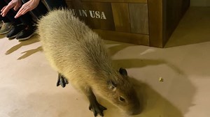 21K views · 796 reactions | Capybara, Delta, made an appearance...