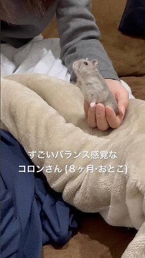 はるばる会いにきてくれるハムスターがかわいい【コロンの日常】
