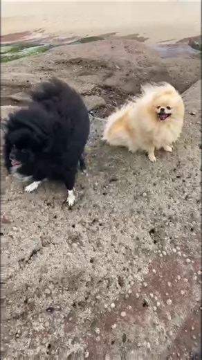 Fluffy Beach Day 🐶🥰 Adorable Pomeranian Pups Take Over The Beach 🏝