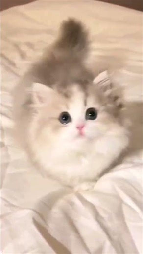 #small #cute #love #shotsfeed #short #youtubeshots #trading #crypto #youtuber #youtubevideos #loves