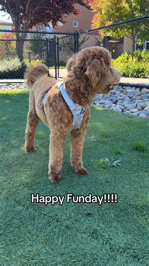 Noodle on Instagram: "My new cut gives me a breeeezeee! #puppiesofinstagram #dogsofinstagram #labradoodle #viral #puppies #trendingreels❤️ #fyp #fypppppppppppppppppppppppppppppppppppppppppppppppppppppppppppppppppppppp #viralinstagramreelsvideo♥️"