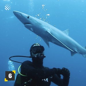 42K views · 595 reactions | Exploring the Majestic World of Marine Animal Wildlife | Newsflare | Facebook