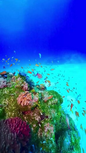 liveaquariumwallpaper على TikTok