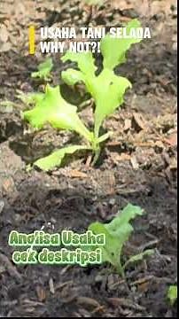 Lettuce Cultivation || Urban Farming Business Opportunities #letomenanam