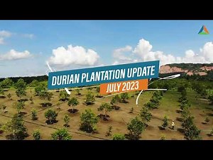 Durian Plantation Update July 2023