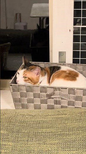 Satisfied with Daiso cat goods ② #cat #catlovers #life with cats