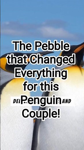 The pebble that changed everything for this penguin couple!