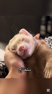 5.1M views · 64K reactions | Questions before bedtime on Reels | Facebook