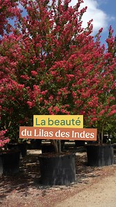 85K views · 316 reactions | Franchement… je comprends pas l’engouement  - C’est pas comme si c’était ultra fleuri - Attirait les abeilles - Était majestueux en été - Faisait pleurer de jalousie les autres arbustes… Non, vraiment… zéro intérêt ce Lilas des Indes Signé : un pépiniériste objectivement de mauvaise foi  #lilasdesindes #lagerstroemiaindica #plantesmelliferes #plantesfleuries | Thibault Pépinieriste | Facebook