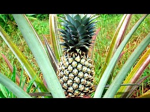 COMMENT FAIRE POUSSER UN ANANAS 🍍bouturer