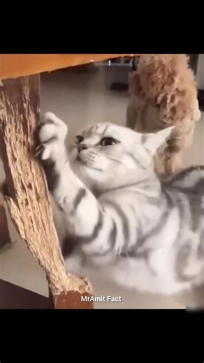 Why use nail caps for cats 😱 #facts #nothingimposibleinthisworld #funny