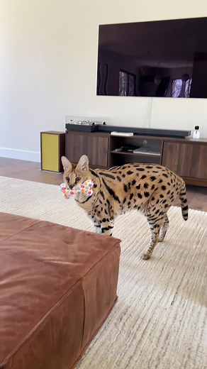 Meet Chloe the Love Bug: Professional Candy Baby Success Story