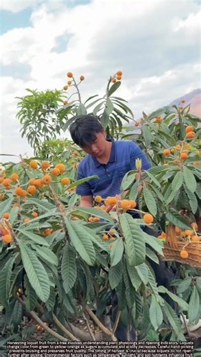 Scientific Guide to Harvesting Fresh Loquat Fruits from Trees Safely
