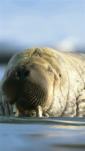 Walrus: The Tusked Giant of the Arctic! ❄️ | Amazing Wildlife