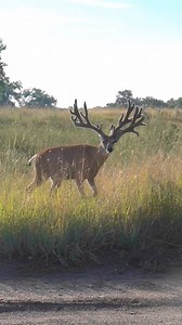 Huge antlers on this mule deer! #muleys #muledeer #muledeerbuck #muledeercountry #muleyfreak #deer #wildlife #Colorado | Colorado Adventures